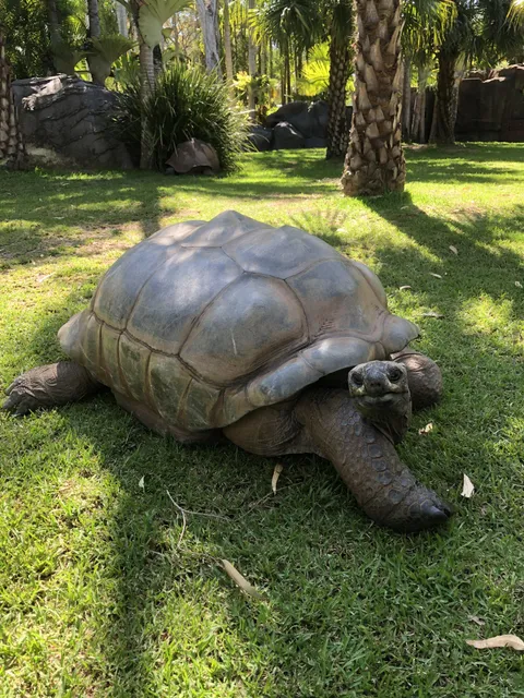 I was at the Australian zoo and there was a group of people looking at this tortoise. I went up to the fence and said “hello fella!” and he turned around and looked at me.