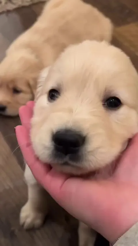 Nose losing color from all the kisses