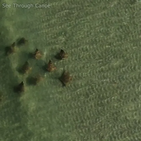 🔥 Stingrays Surfing at the Beach in Florida