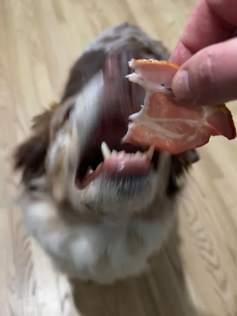 [homemade] smoked butt and cheddar w/onion and onion