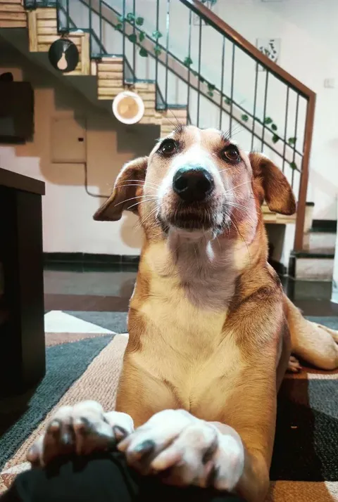 Meet Gully, She is always ready to go out !