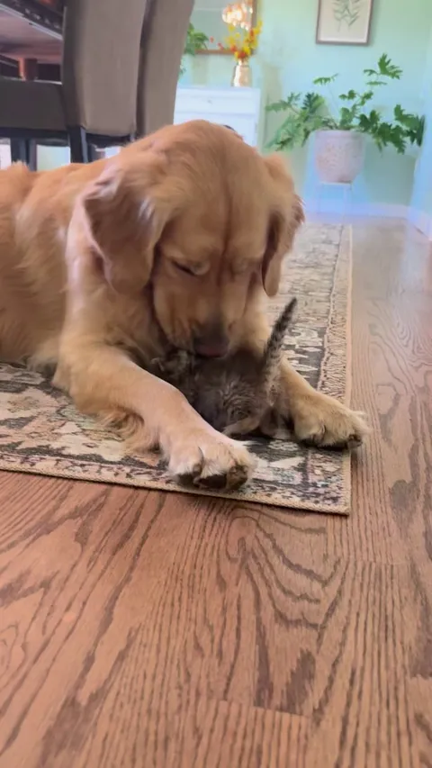 My dog Benny is the best surrogate mama to my foster kittens. Here he is with Duckie!