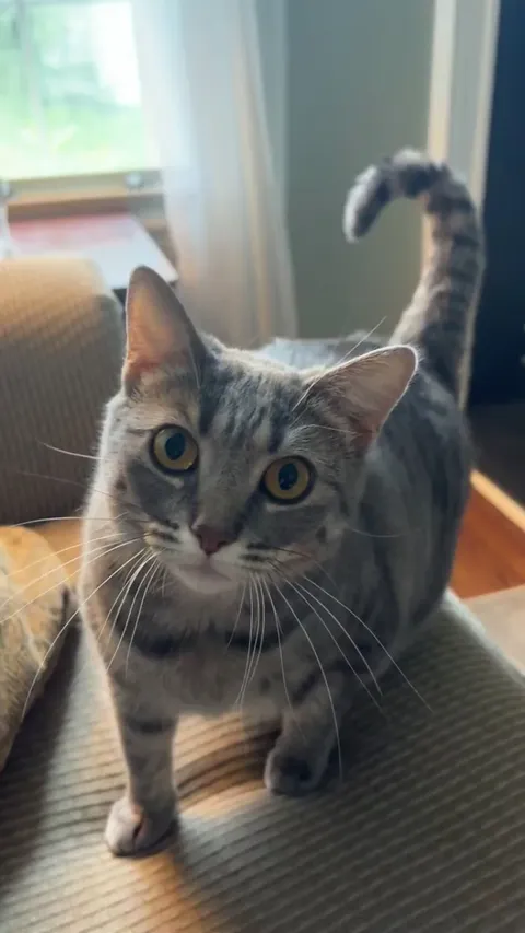 Whats wrong with my cat, when I scratch her butt she starts licking uncontrollably.