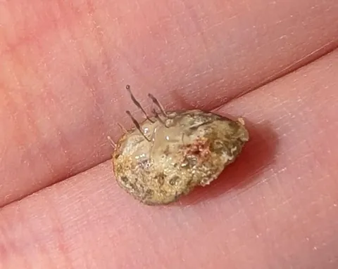 This fell off a week after my suspected scalp cancer removal… looks alive.