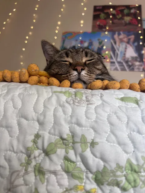 Do you ever just love your cat so much you cry??