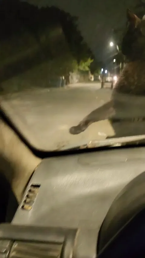 Only the fittest of cats survive in the hood