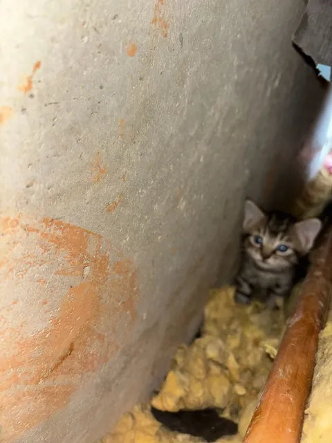I just saved a cat from my walls: what do I do?