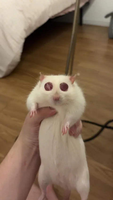 My boyfriend discovered that snap filters work on rats