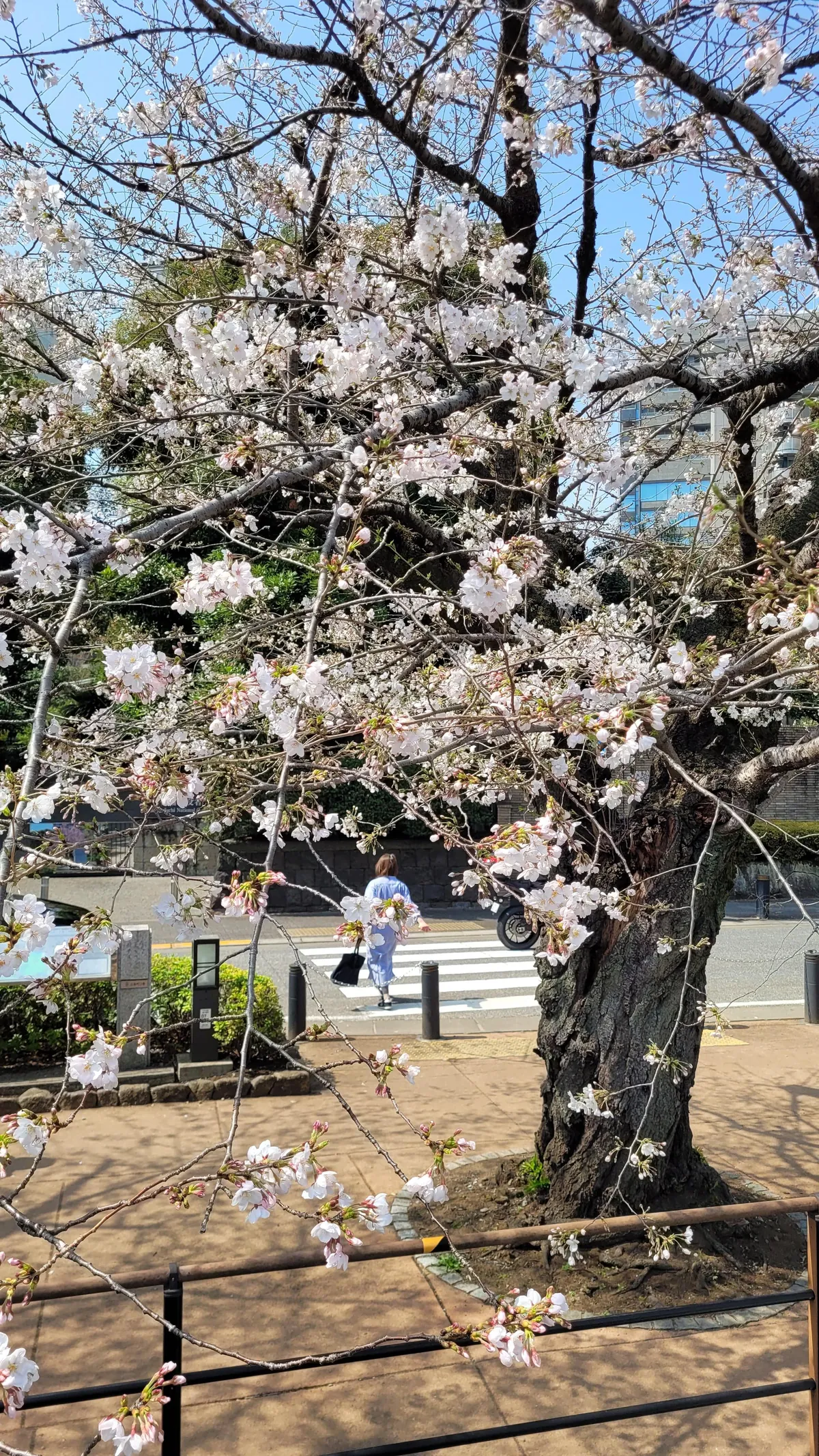 Tokyo under cherry blossoms, Mar/Apr 2025