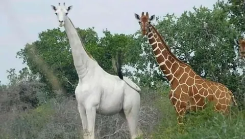 A giraffe with leucism turning it white one of the rarest animals on earth