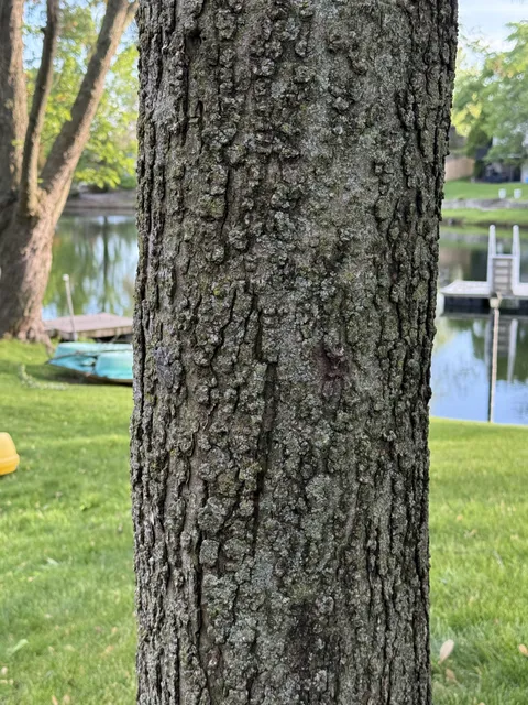 The camouflage of this Grey Tree Frog.