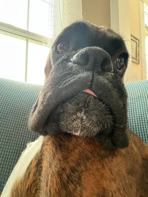 This is Bruno. Sometimes I wonder what planet he’s on.