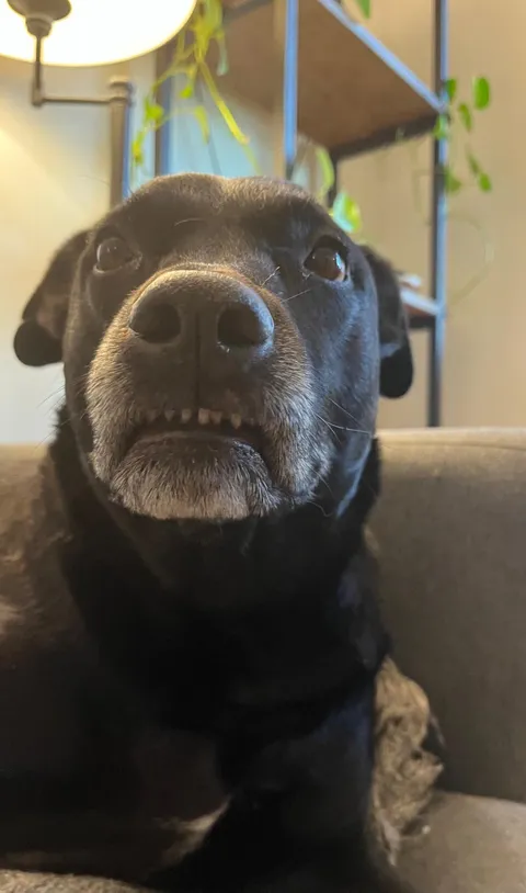 You can see why the vet called Travis a nerd. 