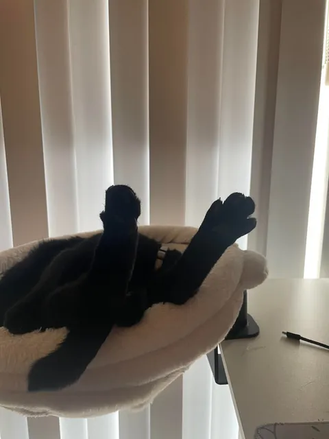 my gamer buddy