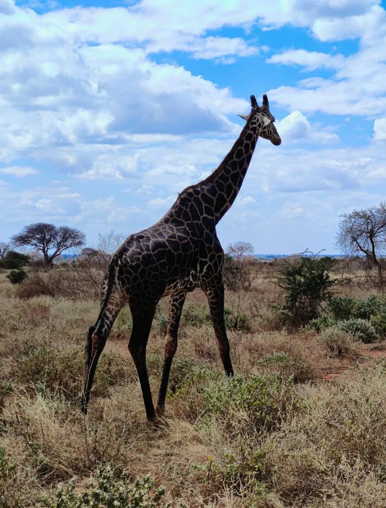 A black giraffe in Africa.