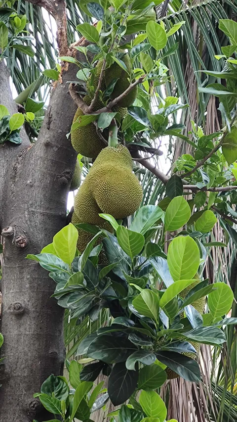 A jackfruit growing in a tree near my uncle's house