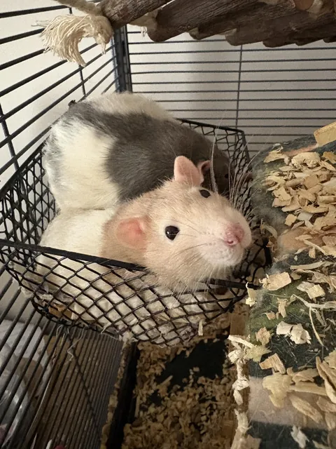 felon bit toes without remorse. SHAME.