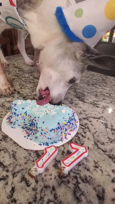 Only 2% of dogs make it to 17. So on this day, Lexy is a certified rare pupper. Happy Birthday sweet girl.