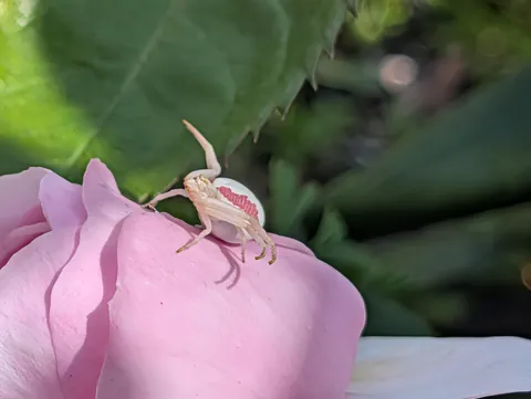 Craziest spider in my garden. #2