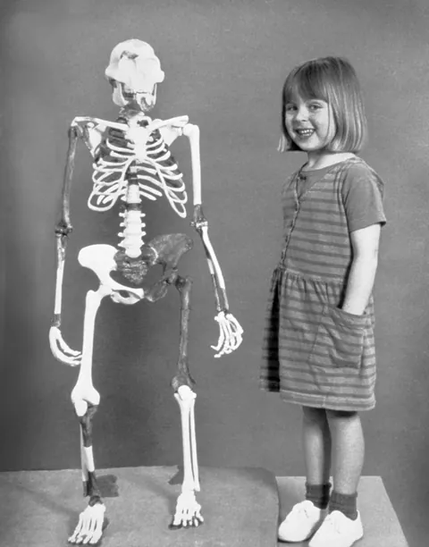Skeleton of Lucy, the Australopithecus afarensis, besides an average 4 year old girl, circa 1974.