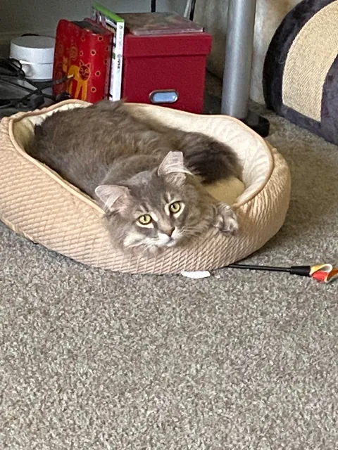 Is it normal to think your cat is the cutest cat?