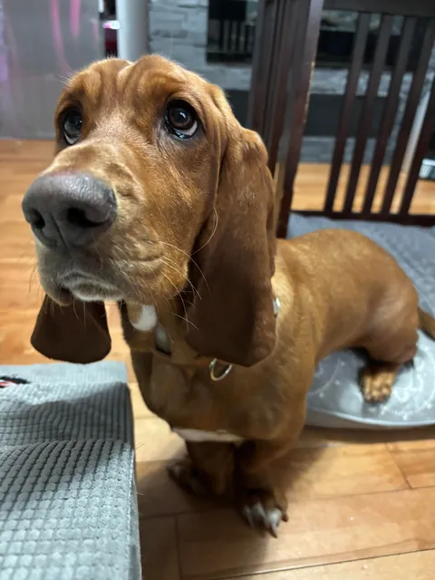 Judy has a black belt in puppy dog eyes