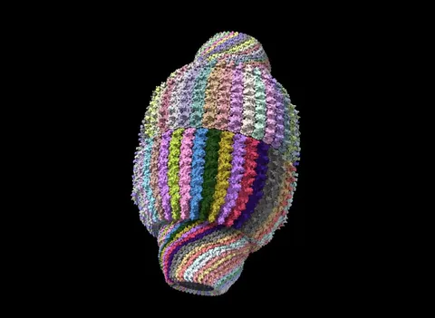 The most enigmatic structure in all of cell biology: The Vault. Almost 40y since its discovery, we still don't know what it does. All we know is its in every cell in our body, incredibly conserved throughout evolution, is it is massive, 3 times the mass of ribosomes.