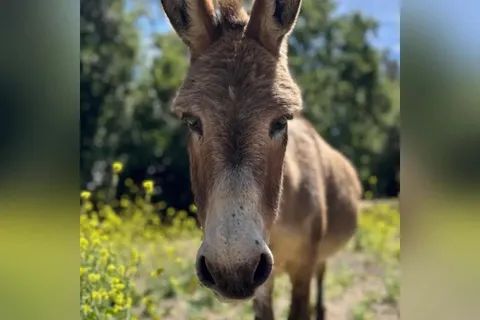 The donkey who inspired Shrek’s Donkey has died at age 30 this year.
