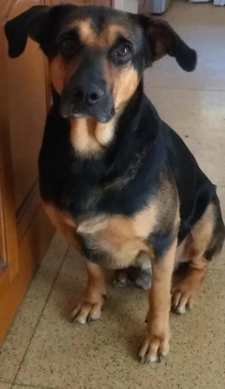 I drew my dog Felipe with pastels