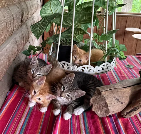 Meet the foster kittens