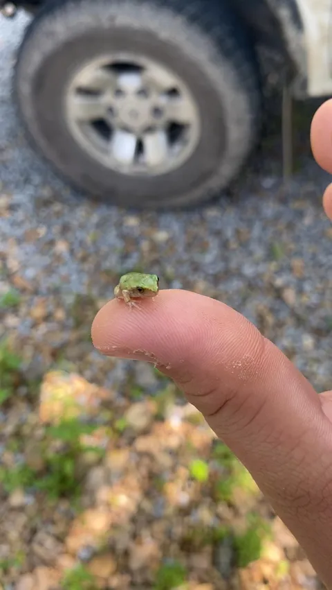 I found this comically small frog on my truck this morning