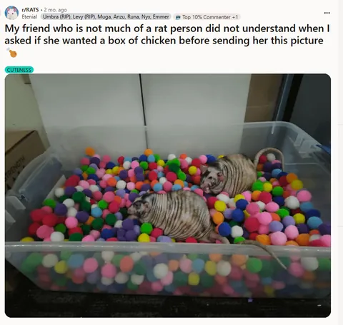 If the election is stressing you out, here are more drawings of some of your goofiest rats