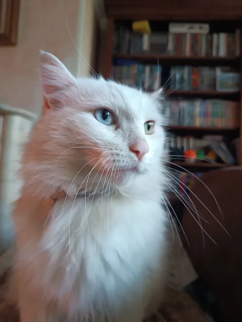 What do you think of my cat?