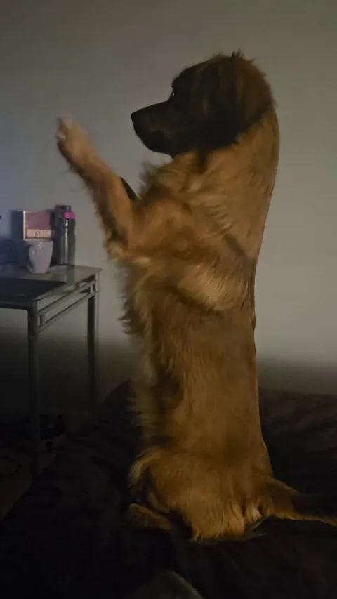 Kevin trying to get my bfs attention while he is playing his game