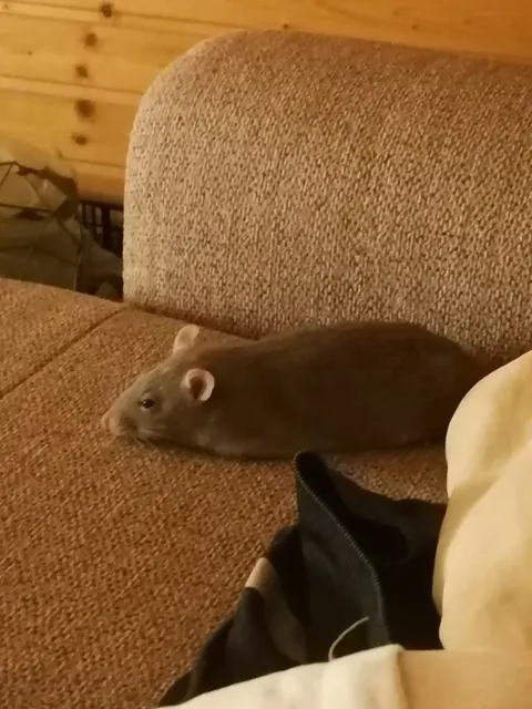 I've never seen her loaf before