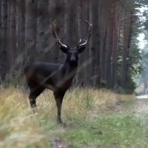 🔥 Footage of a rare dark coloured deer, with estimates suggesting they make up less than 1% of all deer.