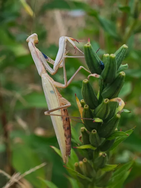 🔥 We have a new resident in the garden, and it's a bit of a rarity in Germany. A European mantis (Mantis religiosa) 🔥