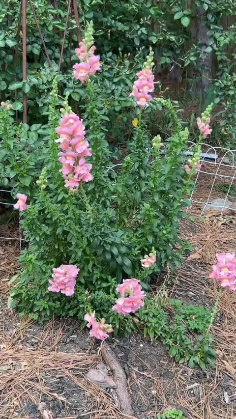 Snapdragon I grew from a seed last year