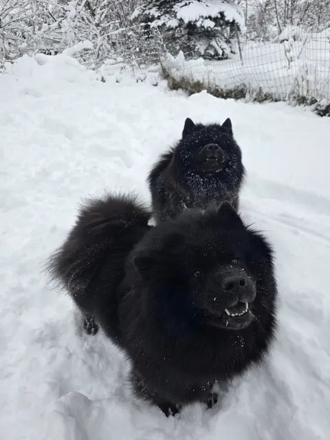 The Flöof sisters are glad the snow is back