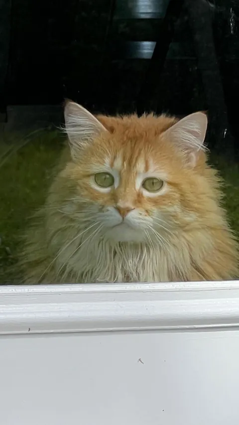 Just moved into a house. My cat is seeing the real world for the first time and it’s really bogging her down