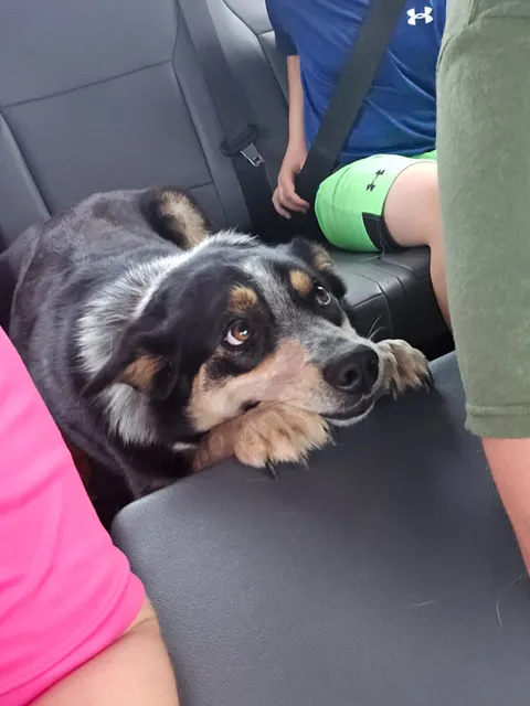 My dog when I told her she couldn't sit on the arm rest