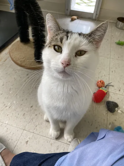 I recently adopted this senior cat, he deserves the love ❤️ 