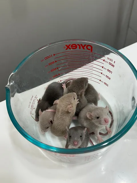 Small palate cleanser for your feed ♥️