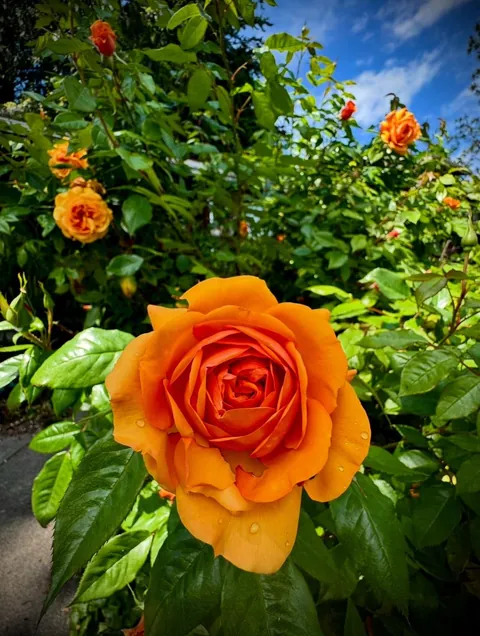 My parents’ gorgeous roses