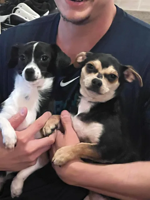 Little Emmy and Oreo) rescued March 2025)