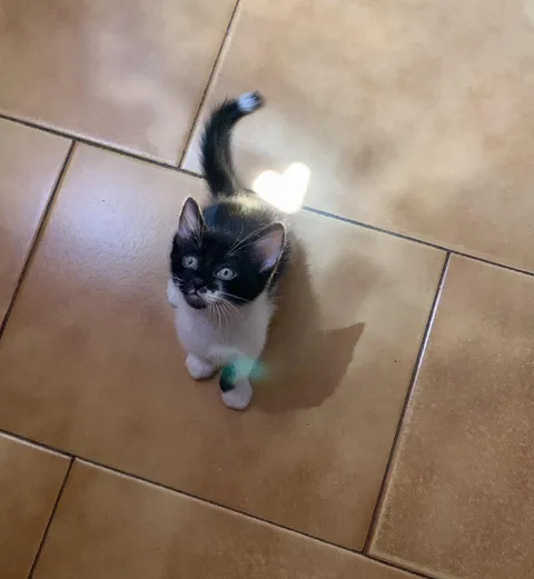 I had to run to get my phone the moment I saw my kitten🥹