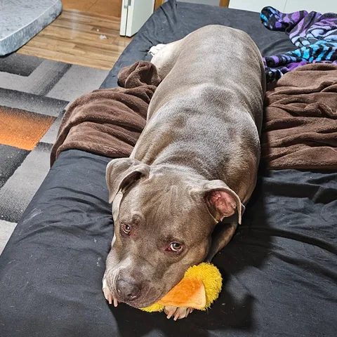 Just a good boy and his duck
