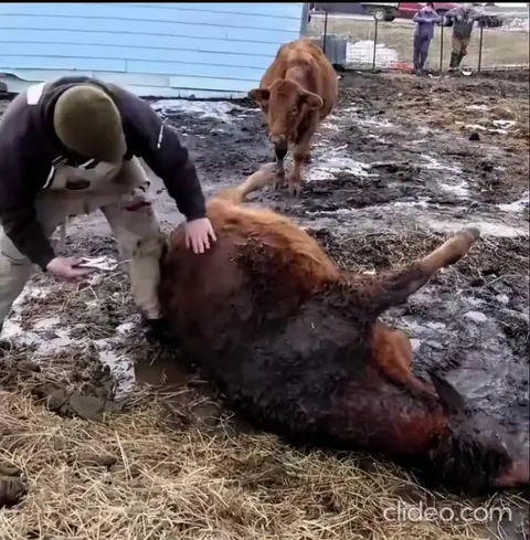 Inactive cow suffers from bloating due to trapped gas.