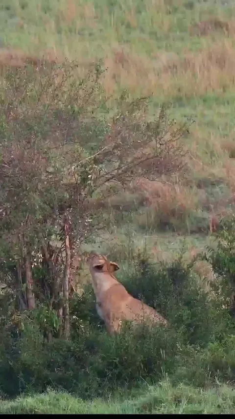 🔥 Lions usually maintain their elegance and balance when leaping. Not this time
