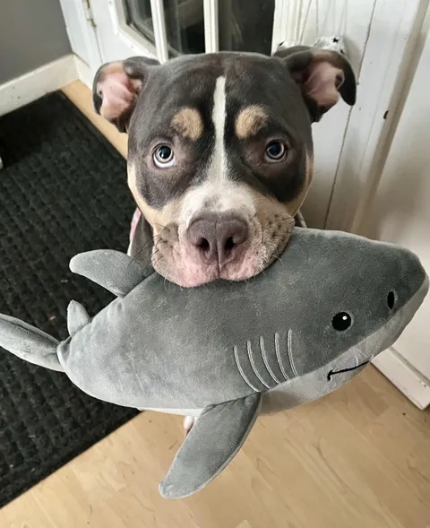 Ok! Whatever you want ! gotz da sharky fren !